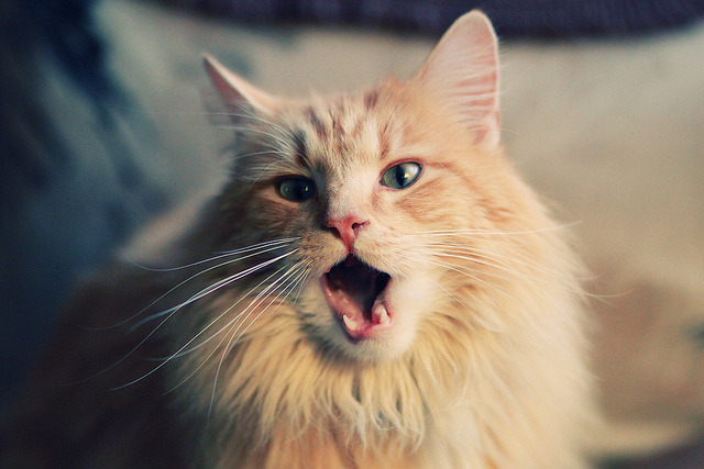 【虚拟球迷】线上互动平台带来不同凡响的观赛体验,虚拟篮球直播