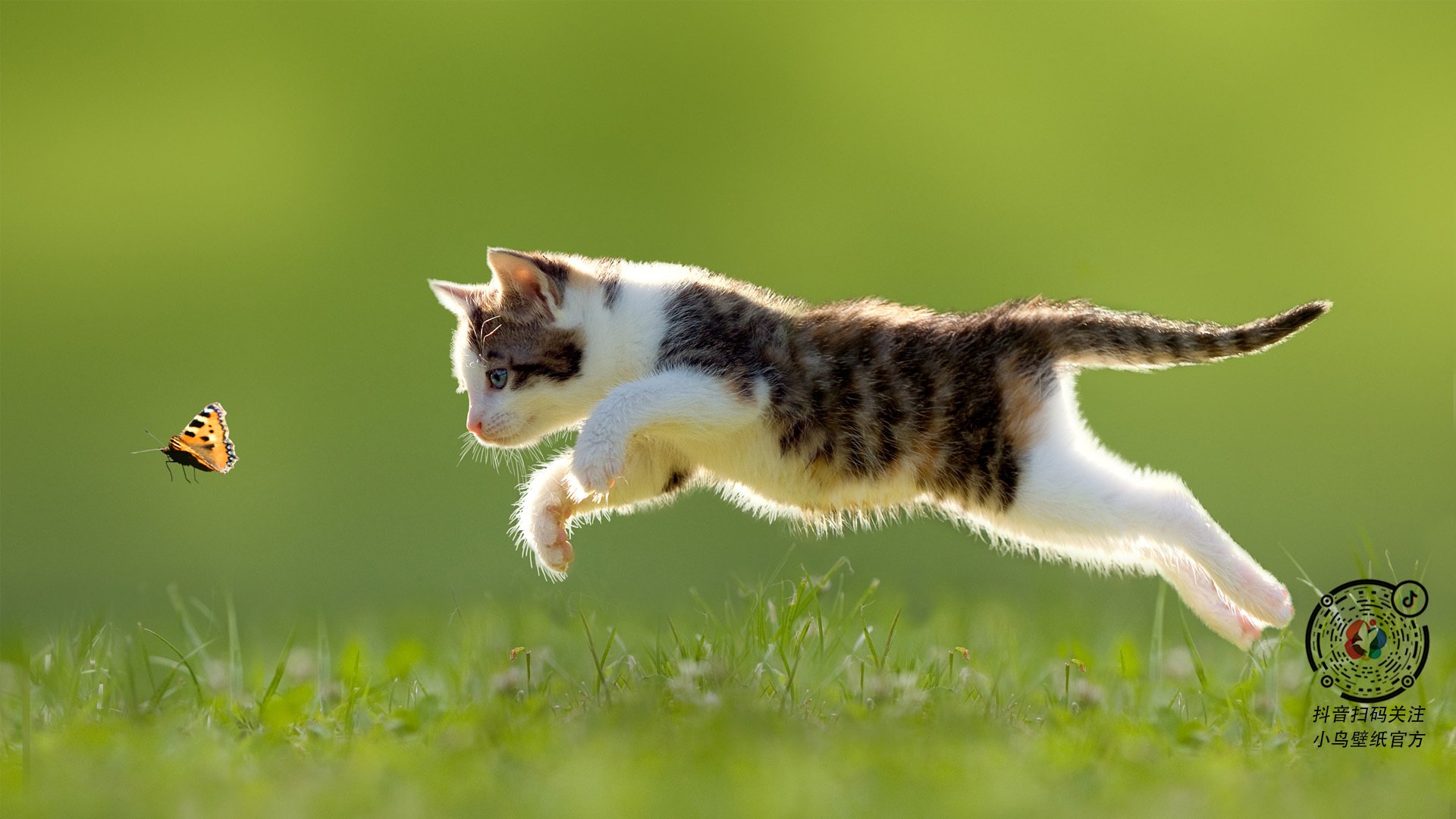 勇士队迎来五连胜，库里状态爆棚，勇士队 curry