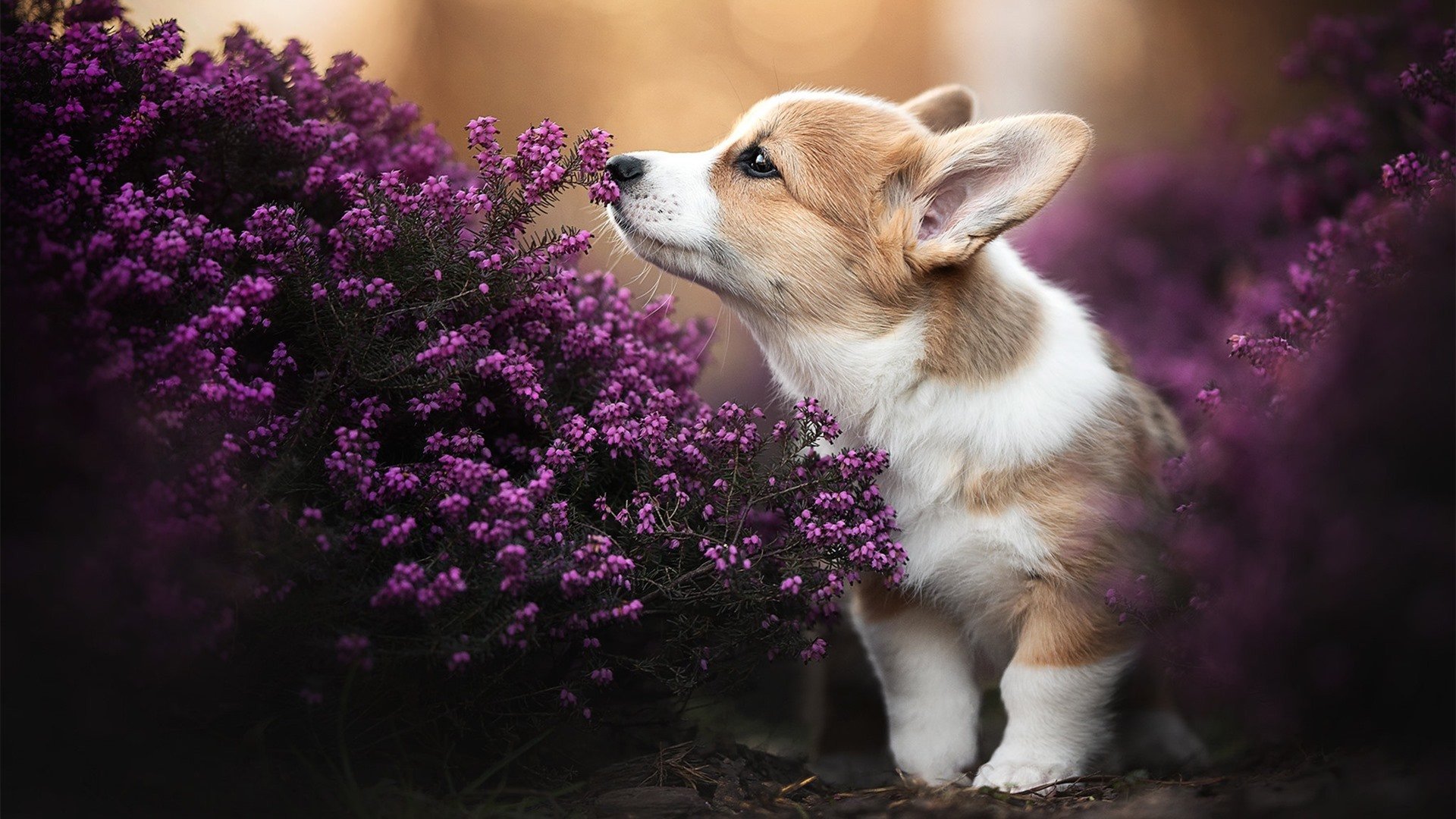 “德甲势头正猛,球队士气高昂谋求冠军”,德甲队伍排名