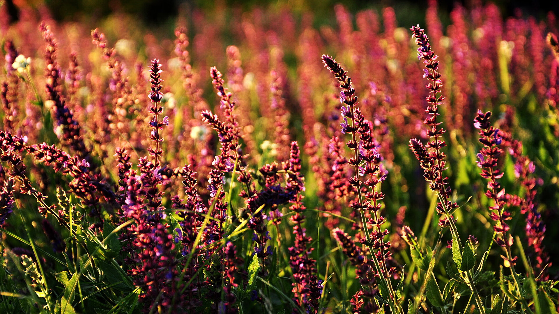 九游sports-“未来之星”青少年篮球素质提升培训在广州千万级投资，推动青训行业发展