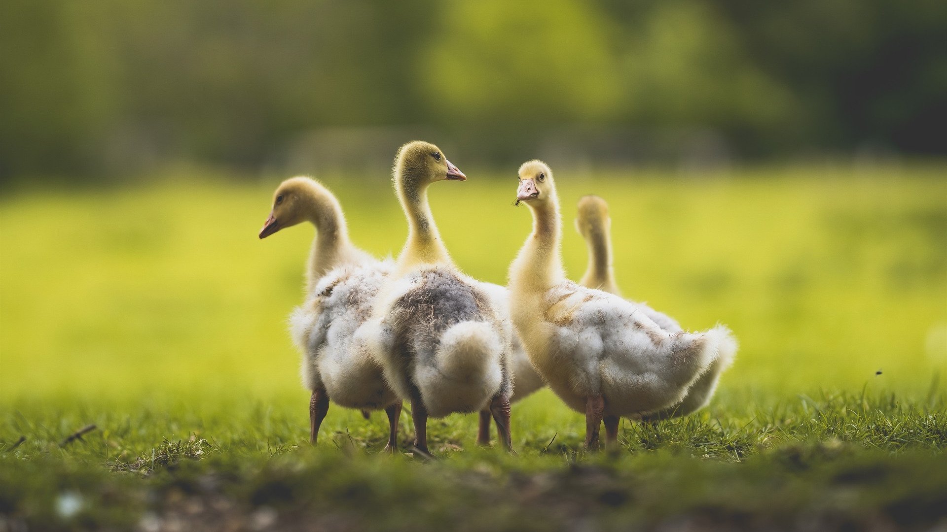 九游登录中心-克罗地亚队在巴黎奥运会手球比赛中多次通过团队配合得分，克罗地亚奥运冠军